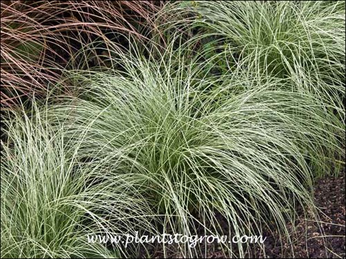 Frosted Curls Sedge (Carex comans)
The frosted color is on the outer 50-75% of the grassy leaves.